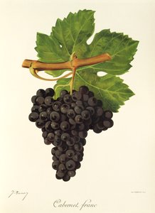 Cabernet Franc szőlő, J. Troncy