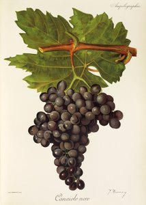 Canaiolo Nero szőlő, J. Troncy alkotó: Jules Troncy