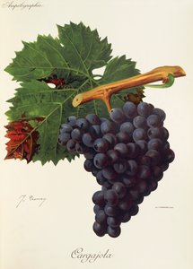 Cargajola szőlő, J. Troncy alkotó: Jules Troncy