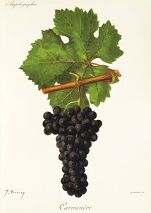 Carmenere szőlő, J. Troncy alkotó: Jules Troncy