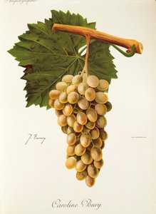 Caroline Bury szőlő, J. Troncy alkotó: Jules Troncy