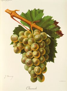 Chaouch szőlő, J. Troncy alkotó: Jules Troncy