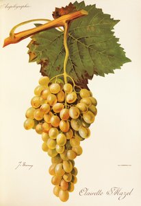 Clairette Mazel szőlő, J. Troncy alkotó: Jules Troncy