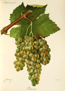 Claverie szőlő, J. Troncy alkotó: Jules Troncy