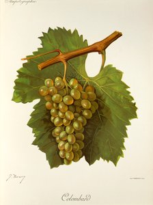 Kolombard szőlő, J. Troncy alkotó: Jules Troncy