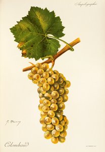 Colombaud szőlő, J. Troncy alkotó: Jules Troncy