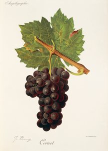 Cornet szőlő, J. Troncy alkotó: Jules Troncy