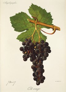 Cot Rouge szőlő, J. Troncy alkotó: Jules Troncy