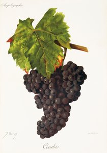 Courbes szőlő, J. Troncy alkotó: Jules Troncy