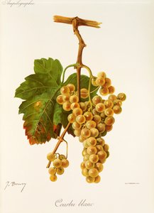 Courbu fehér szőlő, J. Troncy alkotó: Jules Troncy