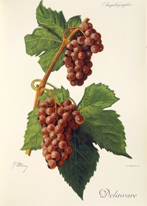 Delaware grape by J. Troncy   1414508   hu       hungarian Successfully Translated  Original: The Blue Tit on White, 2022 Translat: The Blue Tit on White, 2022 1421642 hu hungarian Successfully Translated Original: The Rose Garden, Rosneath House (colour l alkotó: Jules Troncy