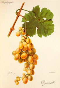 Djendalli szőlő, J. Troncy alkotó: Jules Troncy