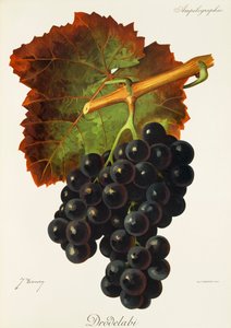 Drodelabi szőlő, J. Troncy alkotó: Jules Troncy