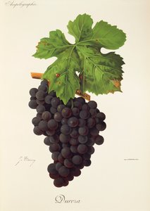 Dureza szőlő, J. Troncy alkotó: Jules Troncy