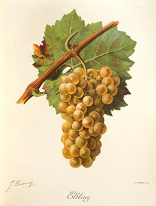 Elbling szőlő, J. Troncy alkotó: Jules Troncy