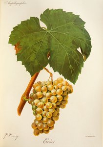 Erdei grape by J. Troncy alkotó: Jules Troncy