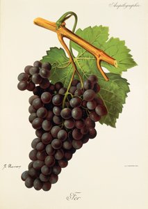 Fer szőlő, J. Troncy alkotó: Jules Troncy