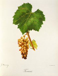 Furmint grape by J. Troncy alkotó: Jules Troncy