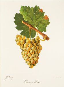 Gamay Blanc szőlő, J. Troncy alkotó: Jules Troncy