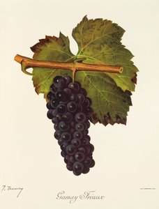 Gamay Freaux szőlő, J. Troncy alkotó: Jules Troncy