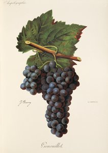Genouillet szőlő, J. Troncy alkotó: Jules Troncy