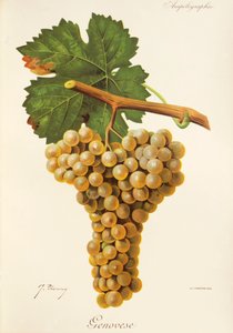 Genovese szőlő, J. Troncy alkotó: Jules Troncy