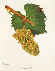 Gouais Blanc szőlő, J. Troncy alkotó: Jules Troncy