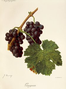 Gougean szőlő, J. Troncy alkotó: Jules Troncy