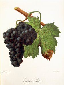 Gouget Noir szőlő, J. Troncy alkotó: Jules Troncy
