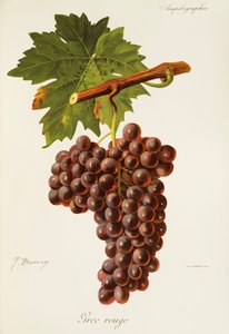 Grec Rouge szőlő, J. Troncy alkotó: Jules Troncy
