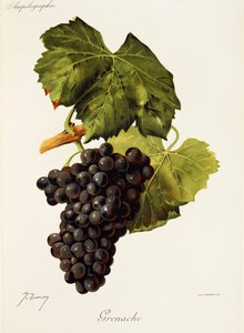 Grenache szőlő, J. Troncy
