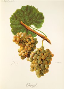 Gringet szőlő, J. Troncy alkotó: Jules Troncy