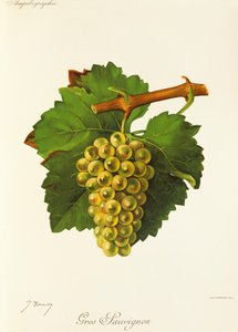 Gros Sauvignon szőlő, J. Troncy alkotó: Jules Troncy