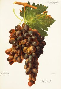 Henab Noir szőlő, J. Troncy alkotó: Jules Troncy