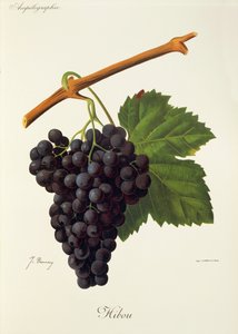 Bagolyszőlő, J. Troncy alkotó: Jules Troncy