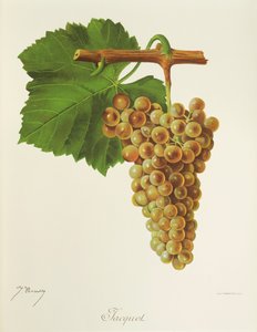 Jacquot szőlő, J. Troncy alkotó: Jules Troncy