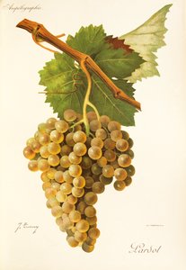 Lardot szőlő, J. Troncy alkotó: Jules Troncy