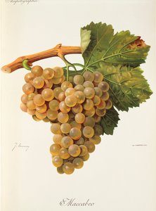 Maccabeo szőlő, J. Troncy alkotó: Jules Troncy