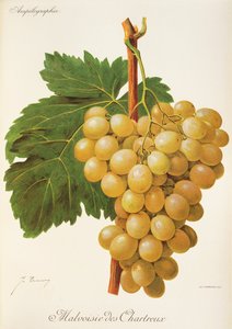 Malvoisie des Chartreux szőlő, J. Troncy alkotó: Jules Troncy