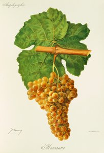 Marsanne szőlő, J. Troncy