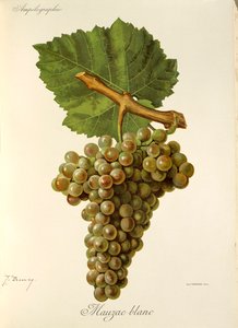 Mauzac Blanc szőlő, J. Troncy alkotó: Jules Troncy