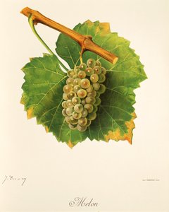 Dinnye szőlő, J. Troncy alkotó: Jules Troncy