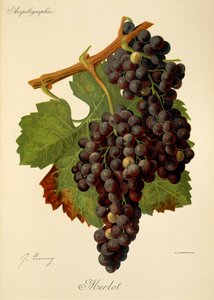 Merlot szőlő, J. Troncy