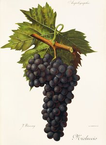 Mieluccio szőlő, J. Troncy alkotó: Jules Troncy
