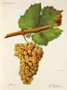 Kerekes szőlő, J. Troncy alkotó: Jules Troncy
