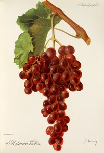 Molinera Gorda szőlő, J. Troncy alkotó: Jules Troncy