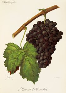Morrastel-Bouschet szőlő, J. Troncy alkotó: Jules Troncy