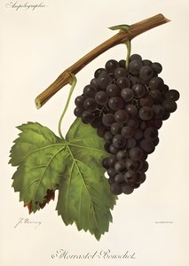 Morrastel Bouschet alkotó: Jules Troncy