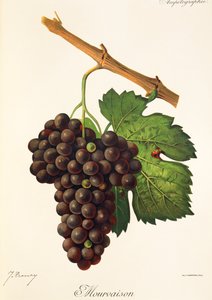 Mourvaison szőlő, J. Troncy alkotó: Jules Troncy