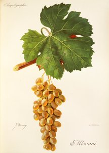 Mtsvani szőlő, J. Troncy alkotó: Jules Troncy